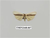 藏品(雙分苔蛾)的圖片